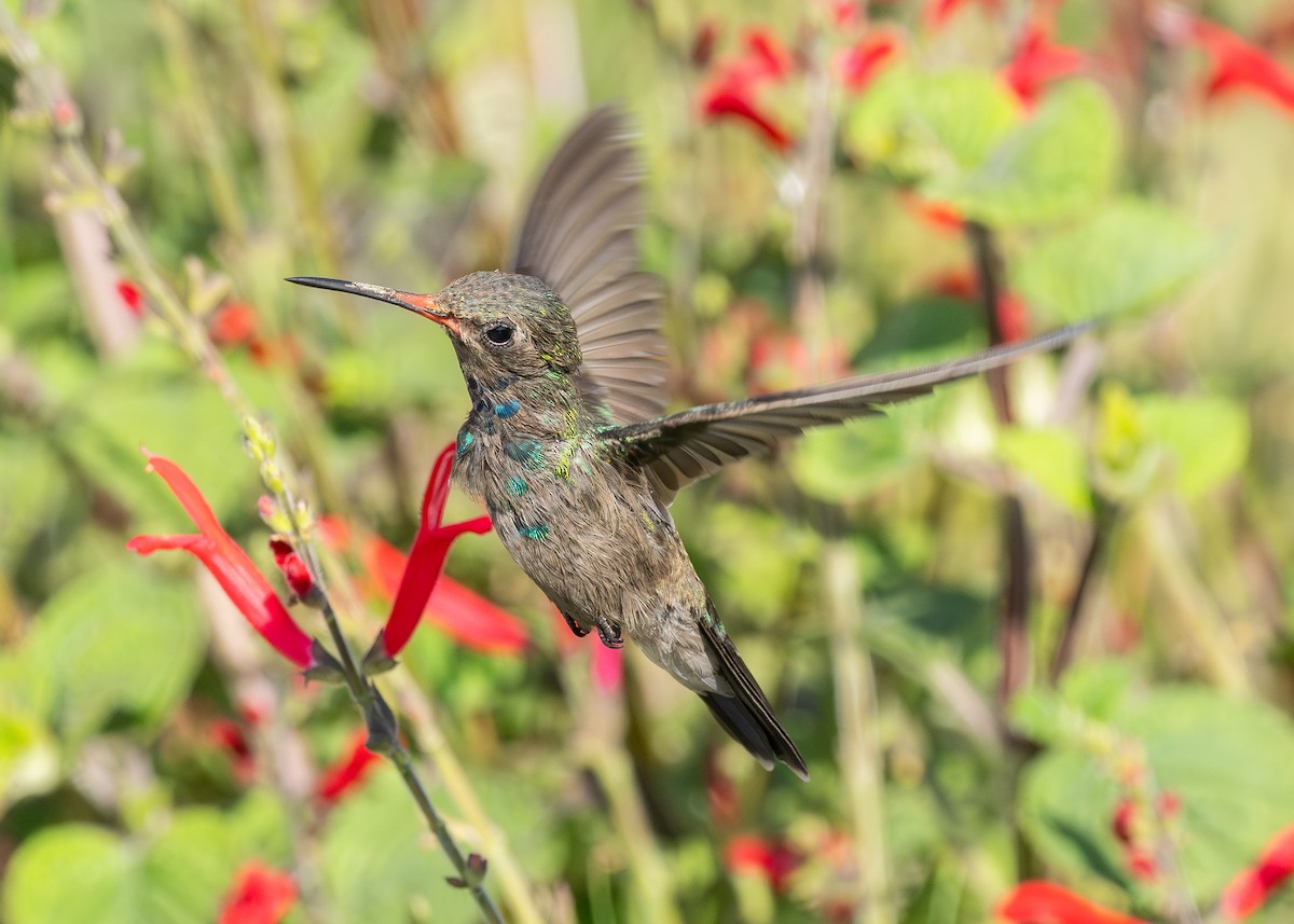 Broad-billed Hummingbird - Patrick Van Thull