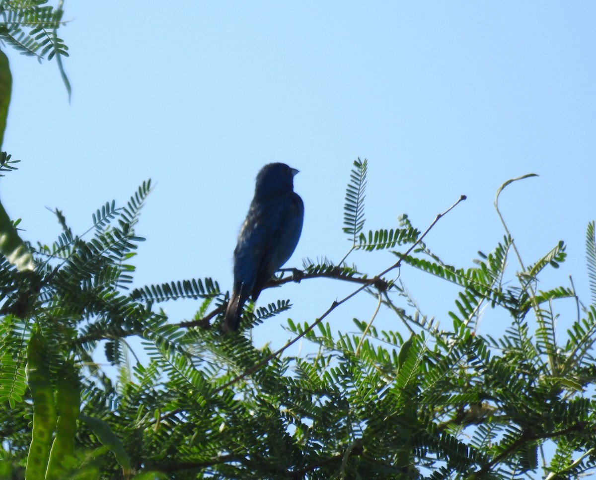 Passerin indigo - ML620473282