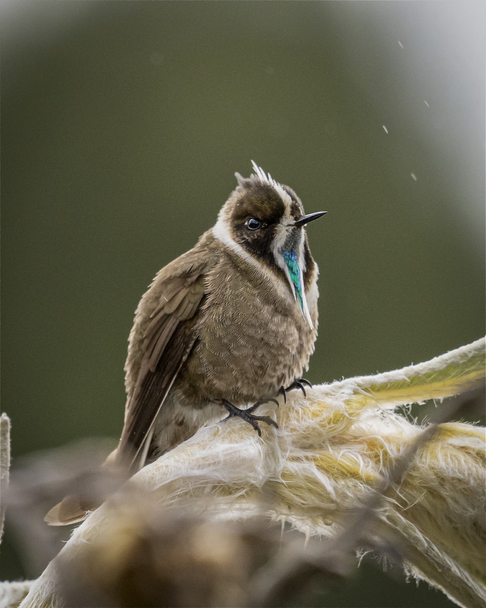 Green-bearded Helmetcrest - ML620473288