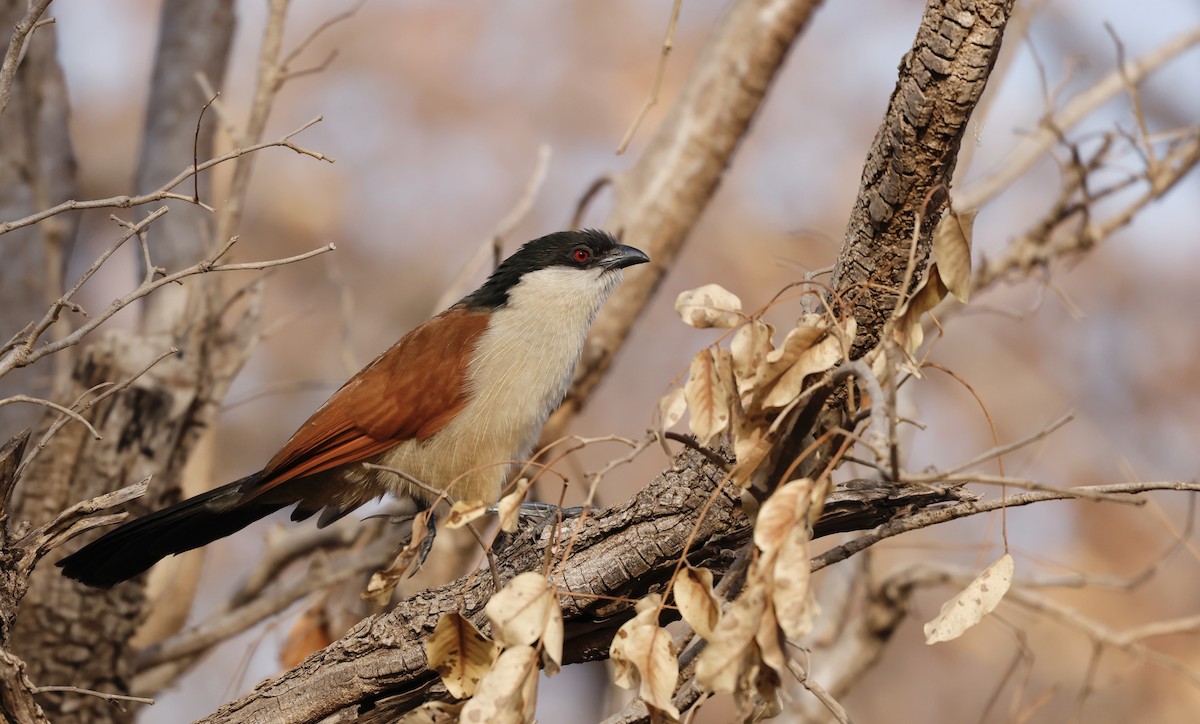 Senegal Coucal - ML620473291