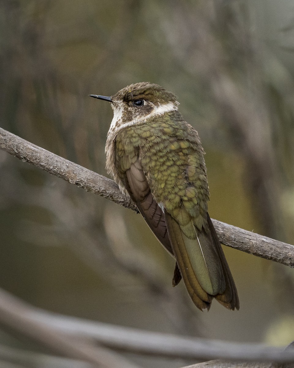kolibřík přílbový - ML620473292