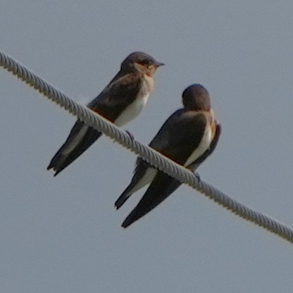 Northern Rough-winged Swallow - ML620473293