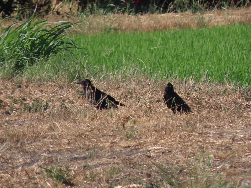 American Crow - ML620473294