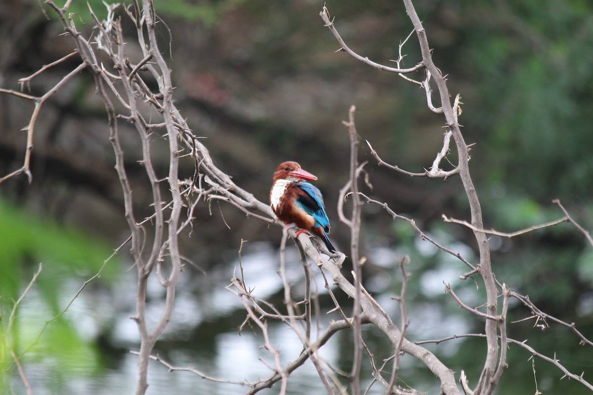 White-throated Kingfisher - ML620473295