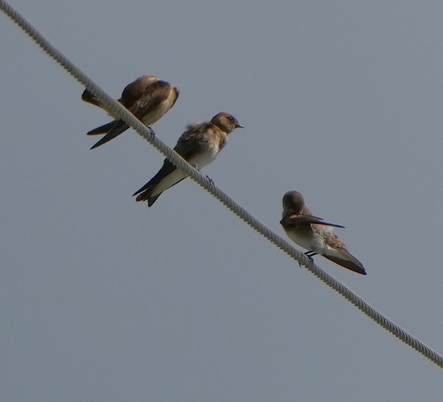 Northern Rough-winged Swallow - ML620473298