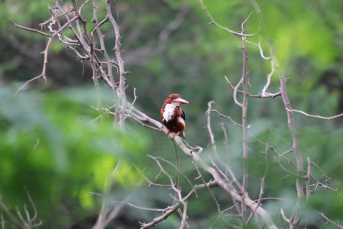 White-throated Kingfisher - ML620473300