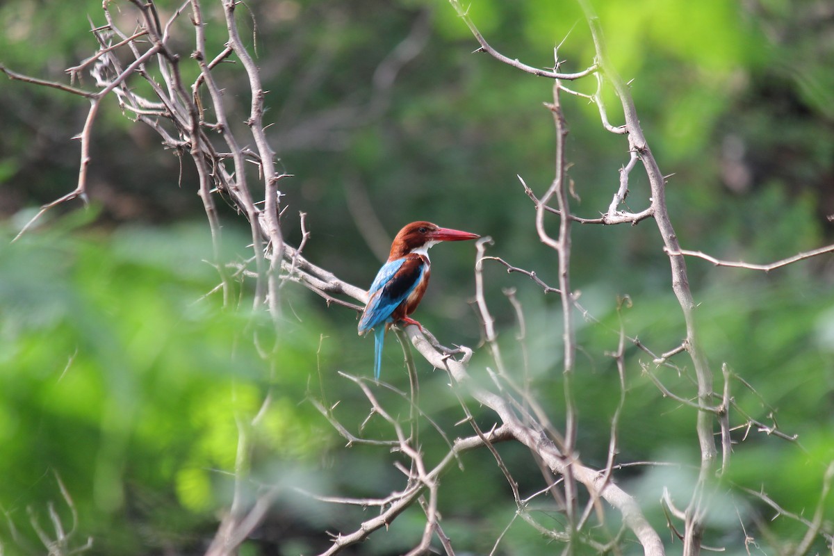 White-throated Kingfisher - ML620473303