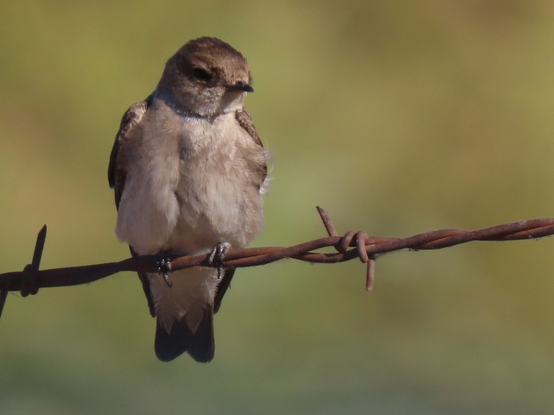 Northern Rough-winged Swallow - ML620473304
