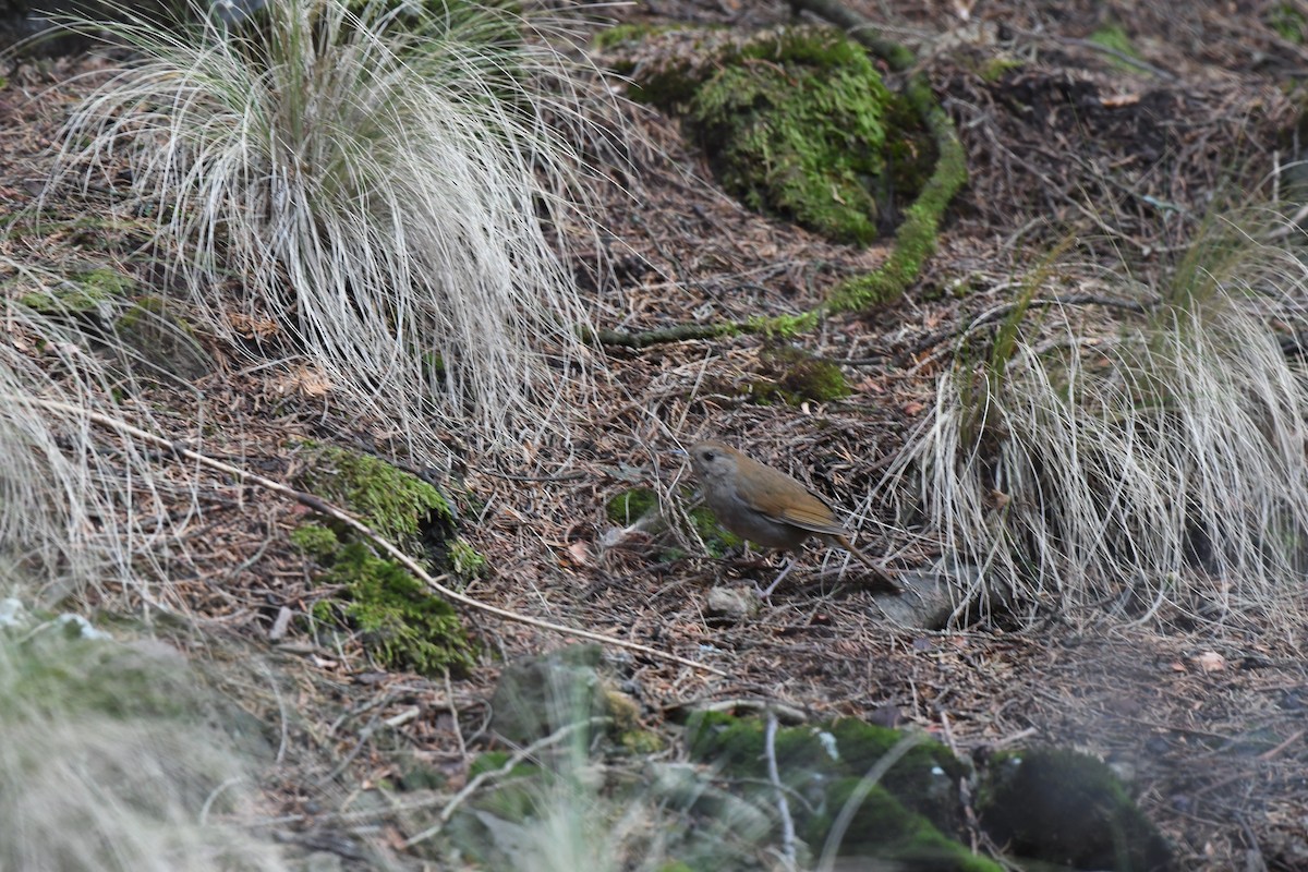 Russet Nightingale-Thrush - Carl Ebeling