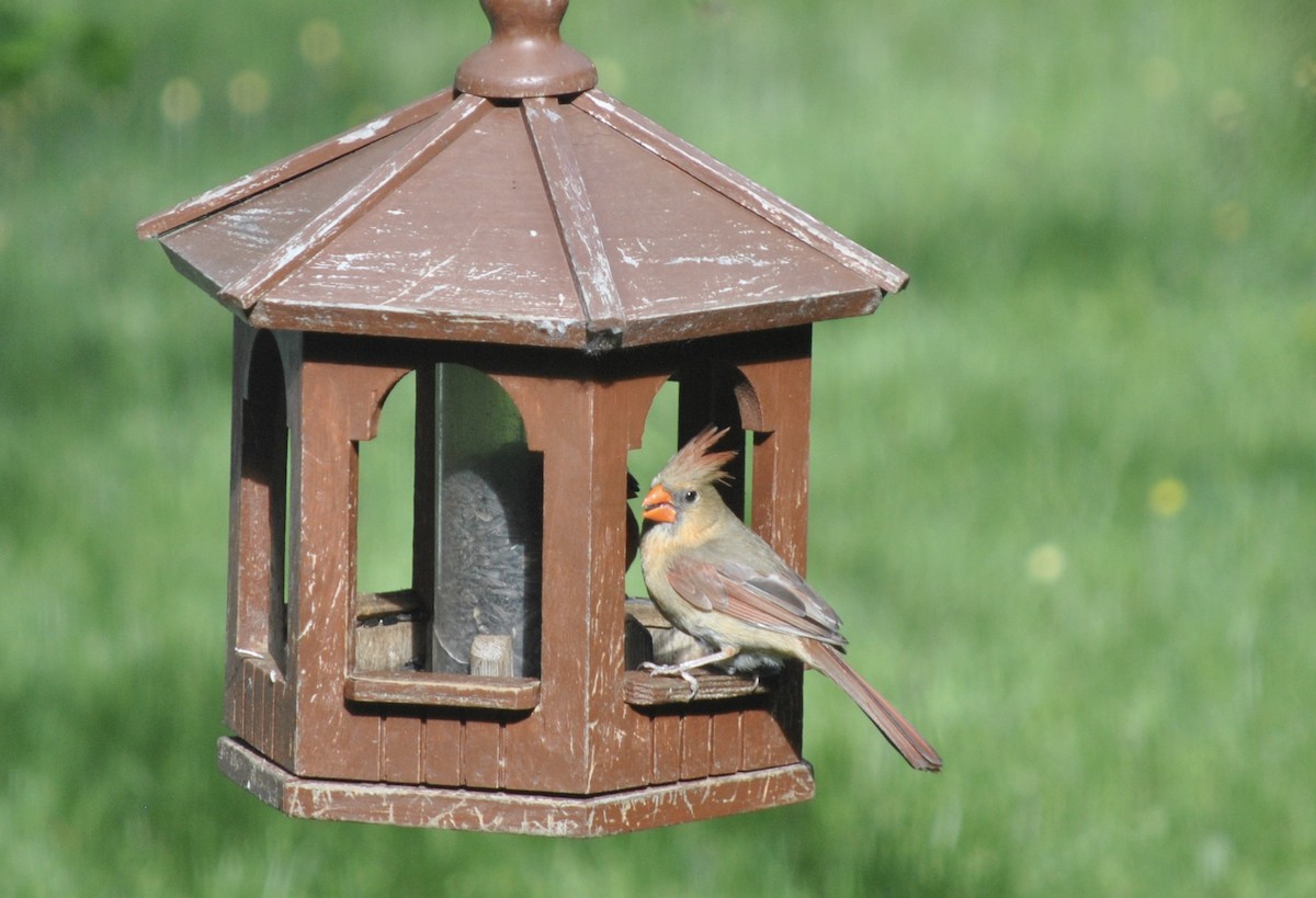 Northern Cardinal - ML620473308