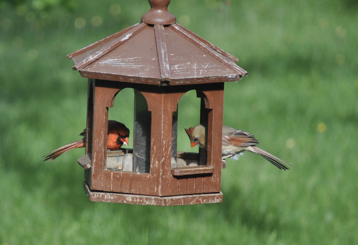 Northern Cardinal - ML620473309