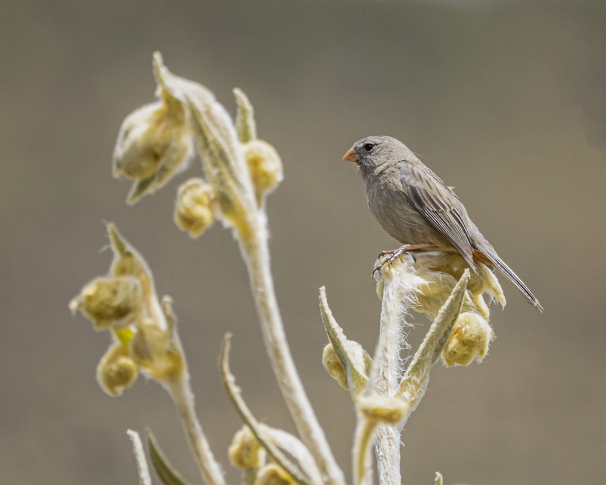 Plain-colored Seedeater - ML620473310