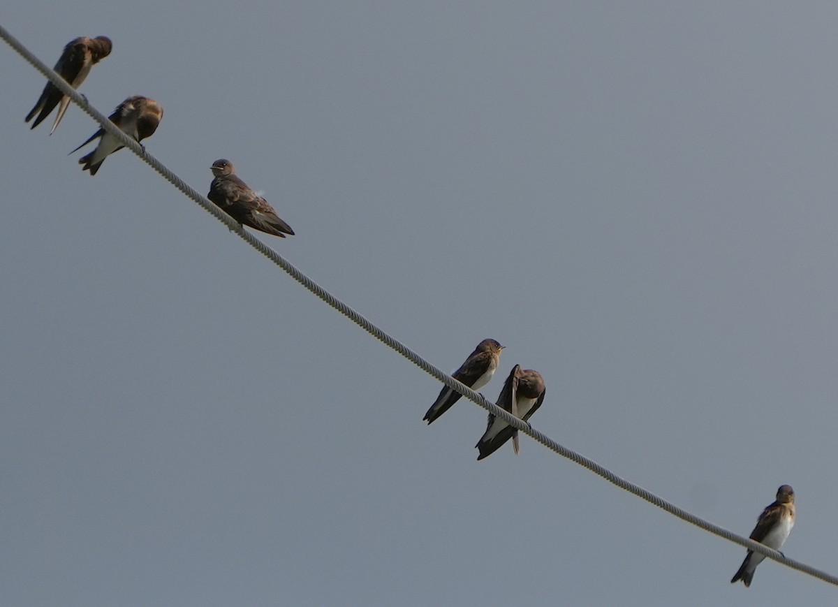 Northern Rough-winged Swallow - ML620473311