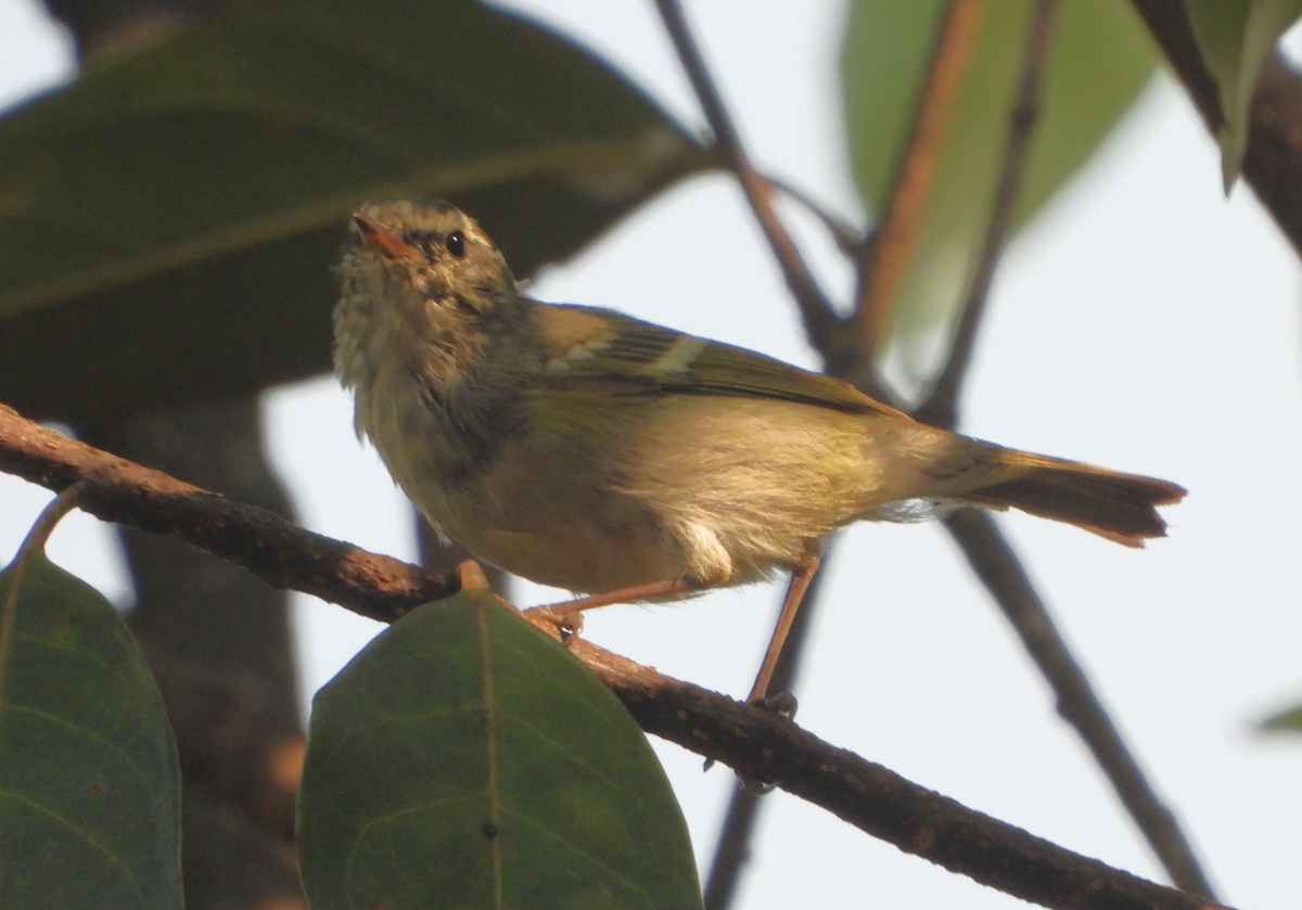 Chinese Leaf Warbler - ML620473312