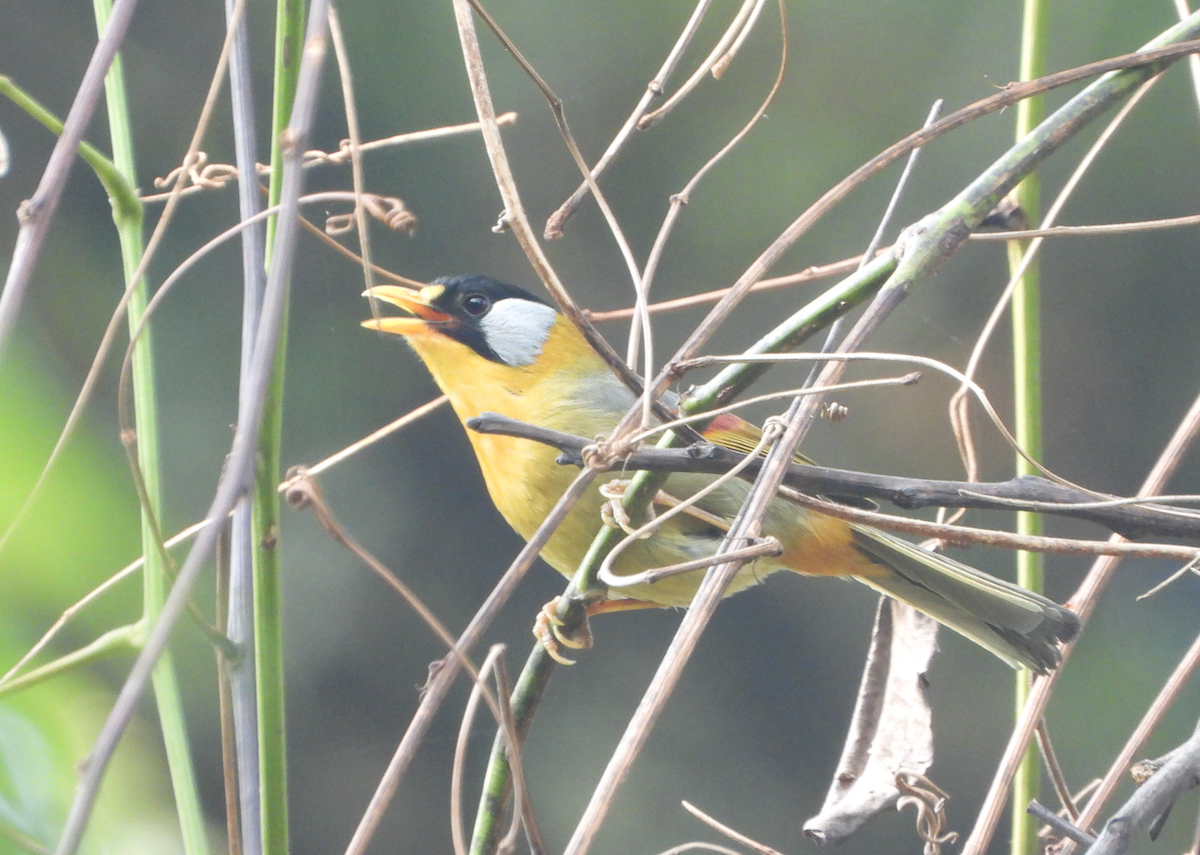 Silver-eared Mesia - ML620473313