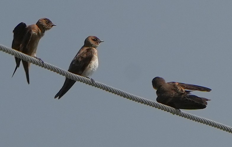 Northern Rough-winged Swallow - ML620473316