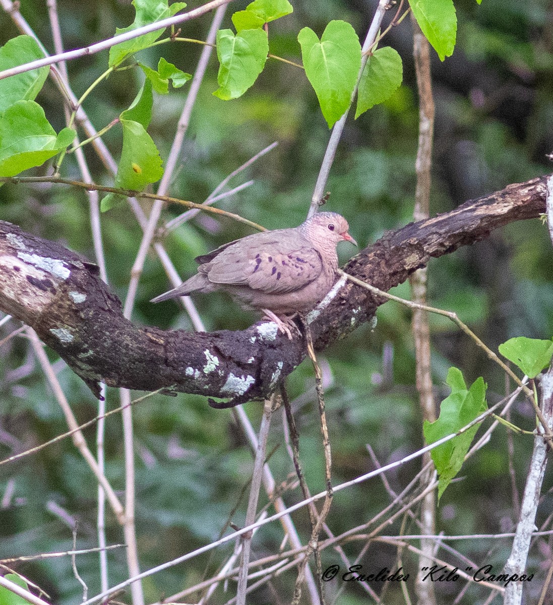 Common Ground Dove - ML620473317