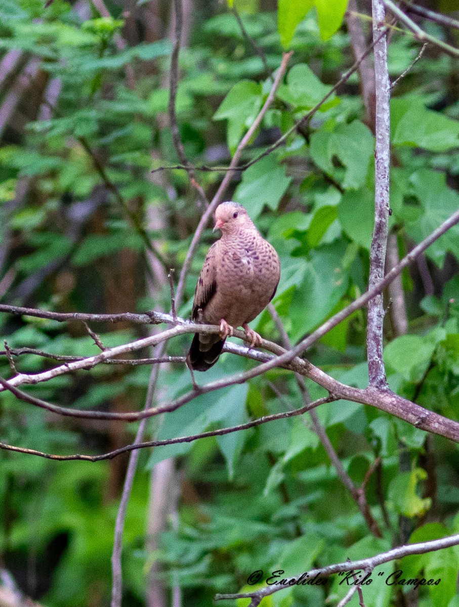 Common Ground Dove - ML620473318