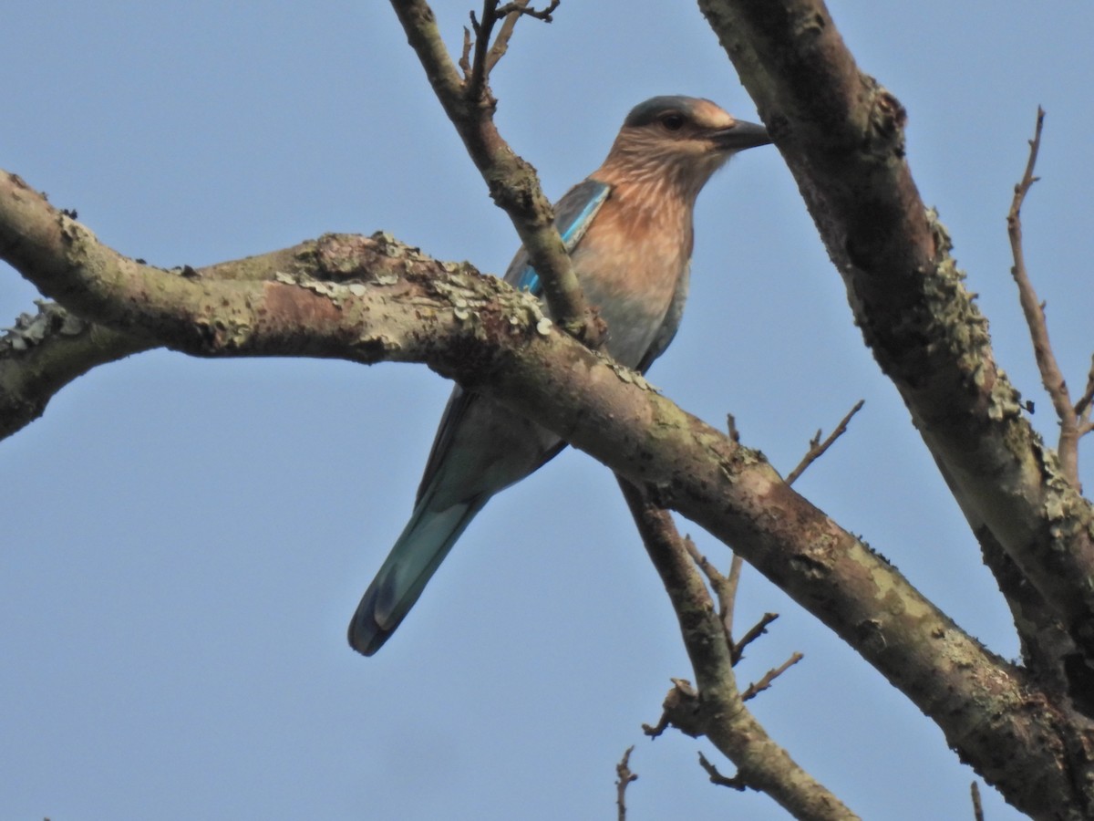 Indian Roller - ML620473319