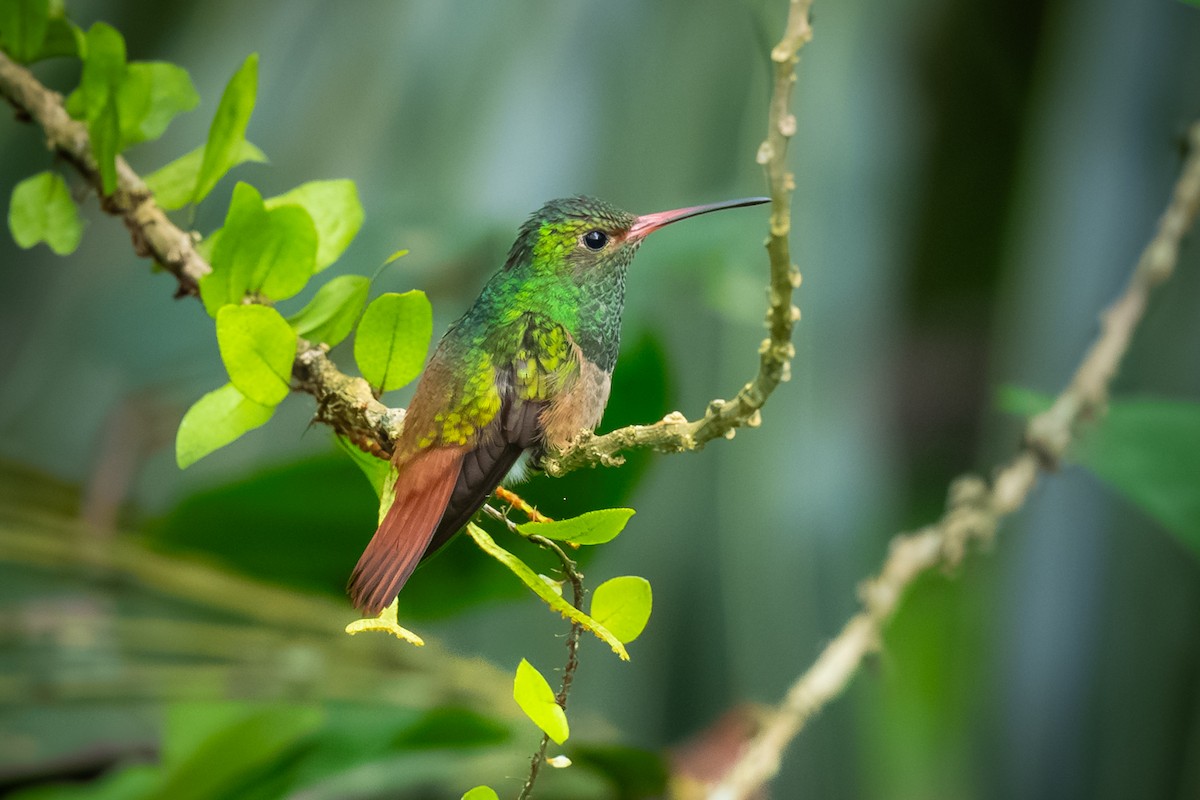 Rufous-tailed Hummingbird - ML620473325