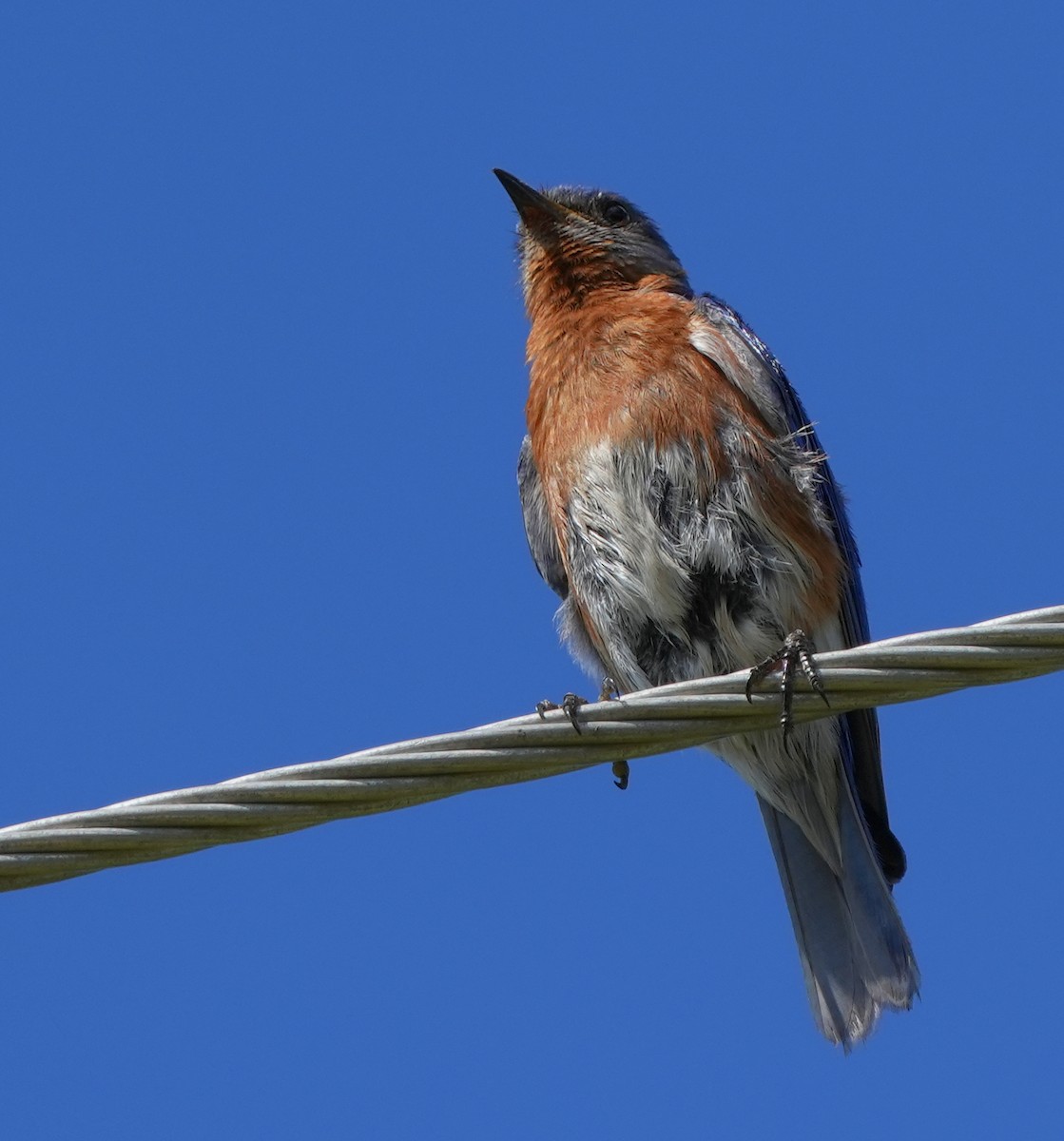 Eastern Bluebird - ML620473328