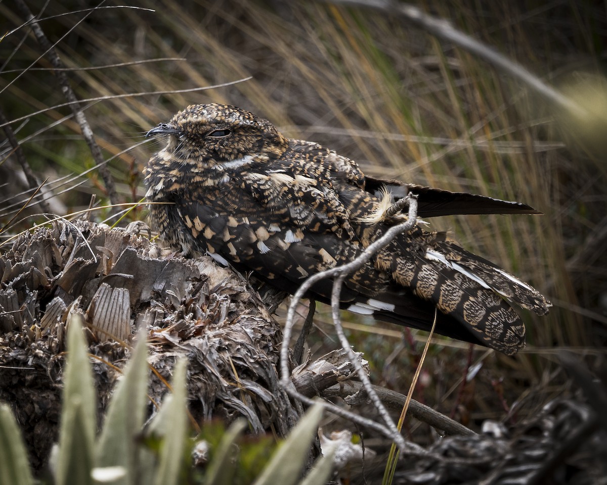 Band-winged Nightjar - ML620473332