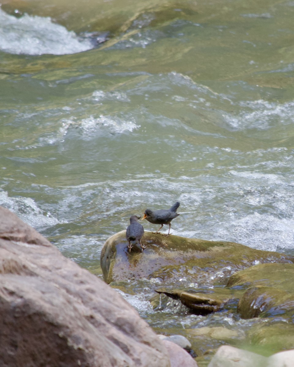 American Dipper - ML620473342