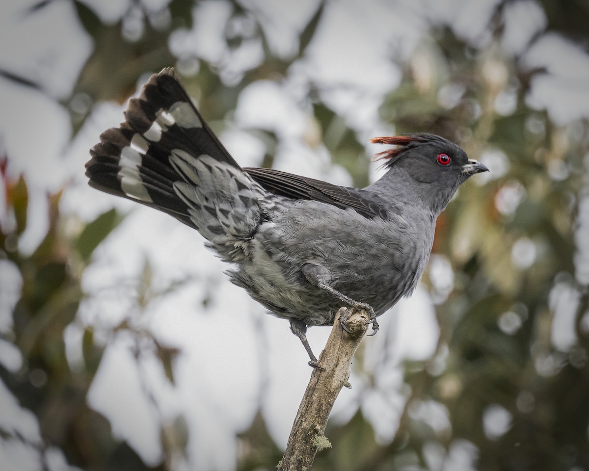 Cotinga Crestirrojo - ML620473345