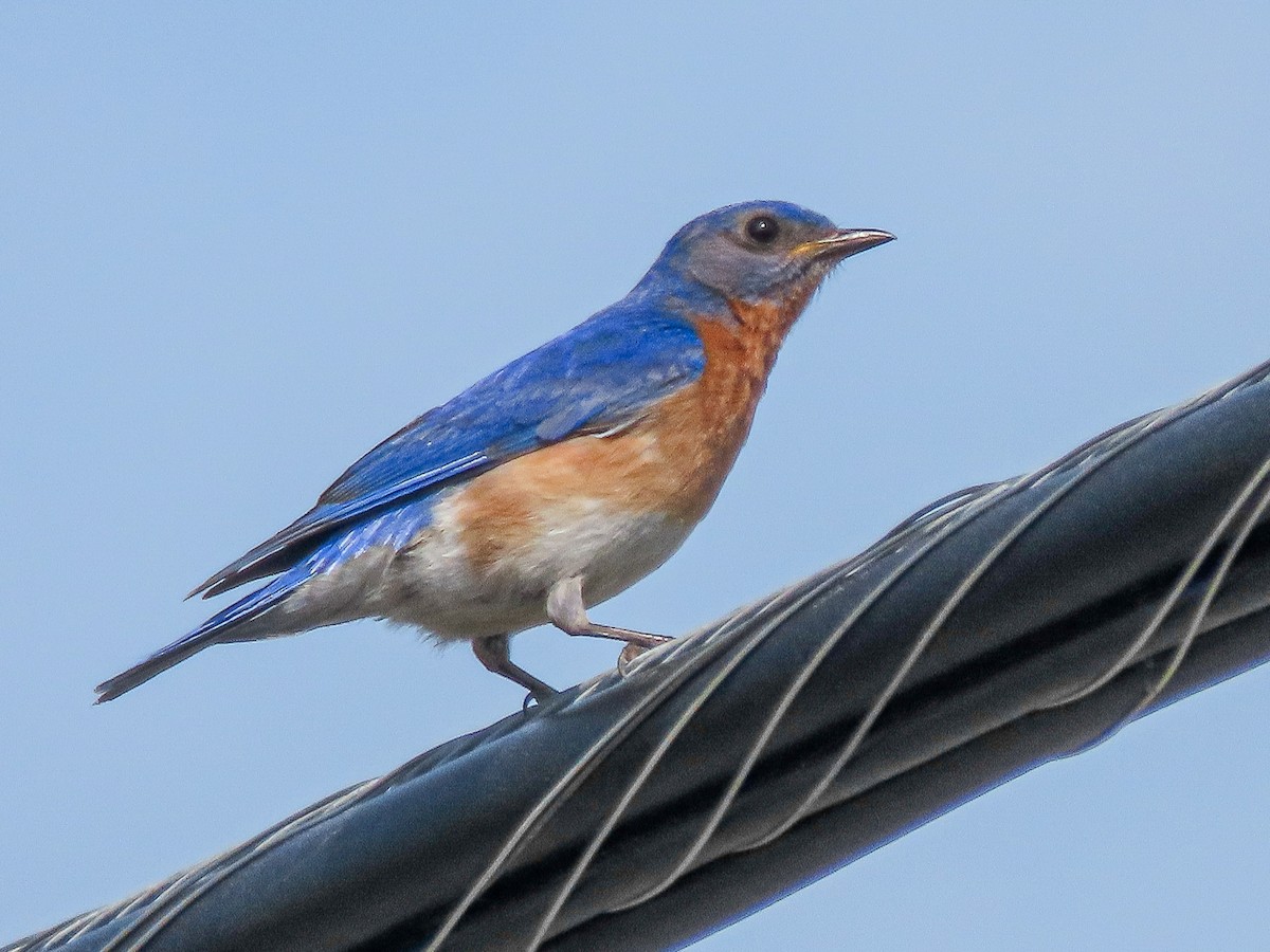 Eastern Bluebird - ML620473348