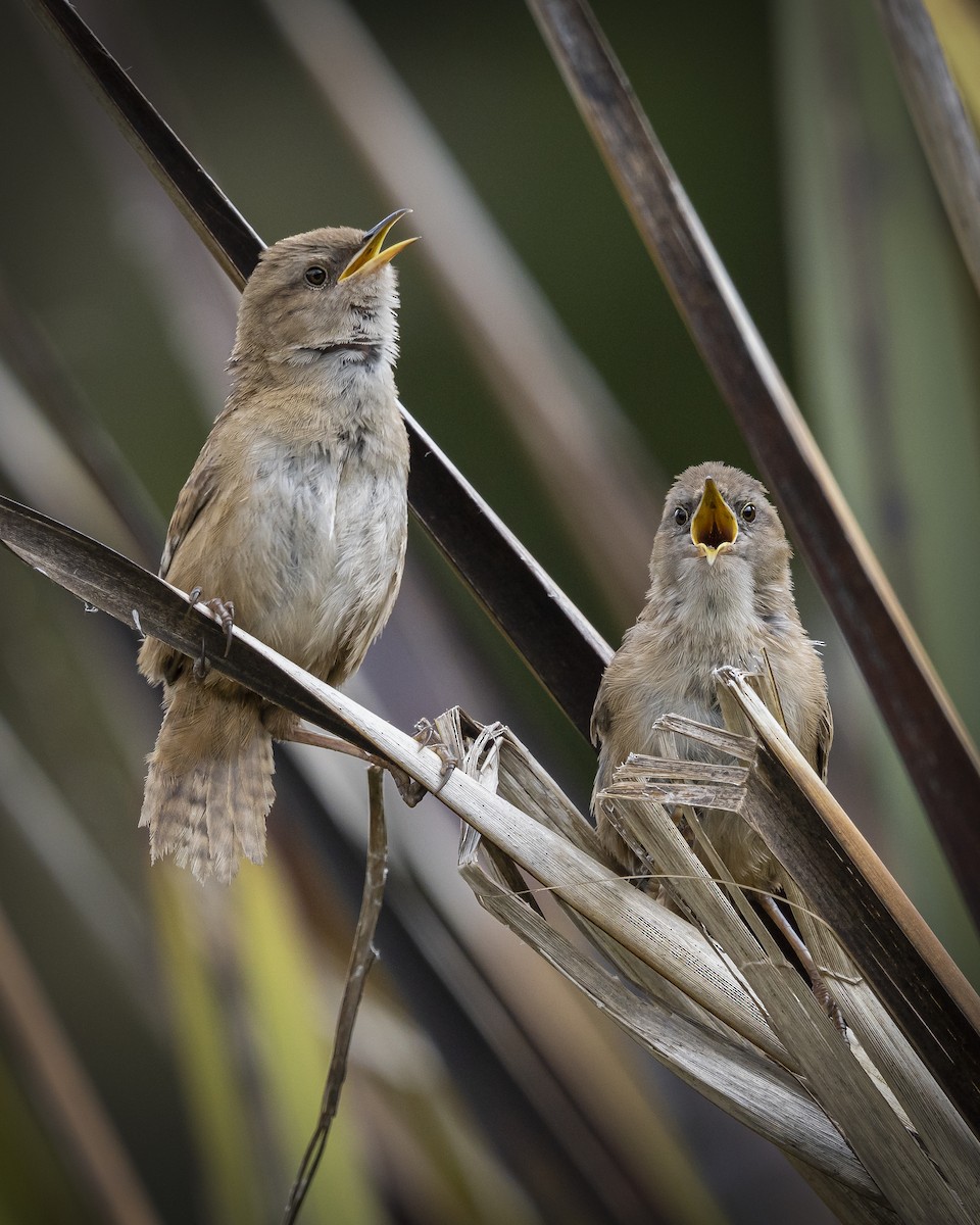 Apolinar's Wren - ML620473349