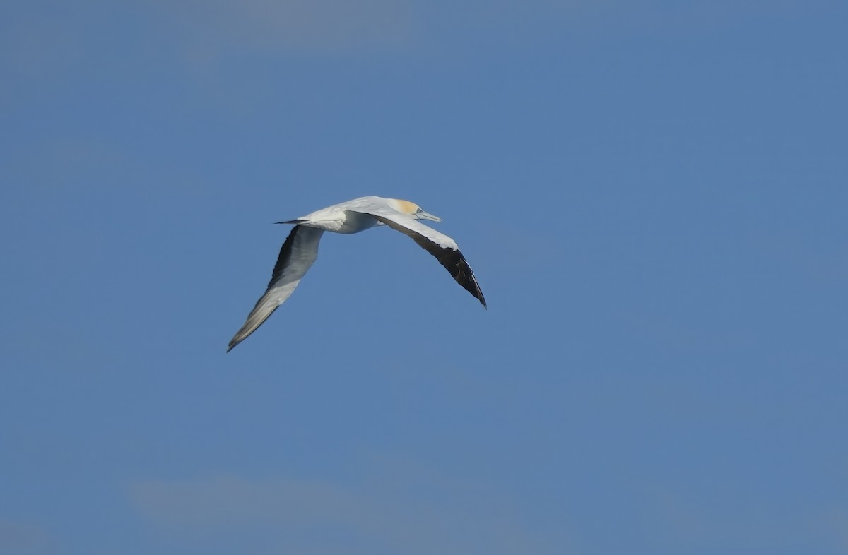 Australasian Gannet - ML620473350