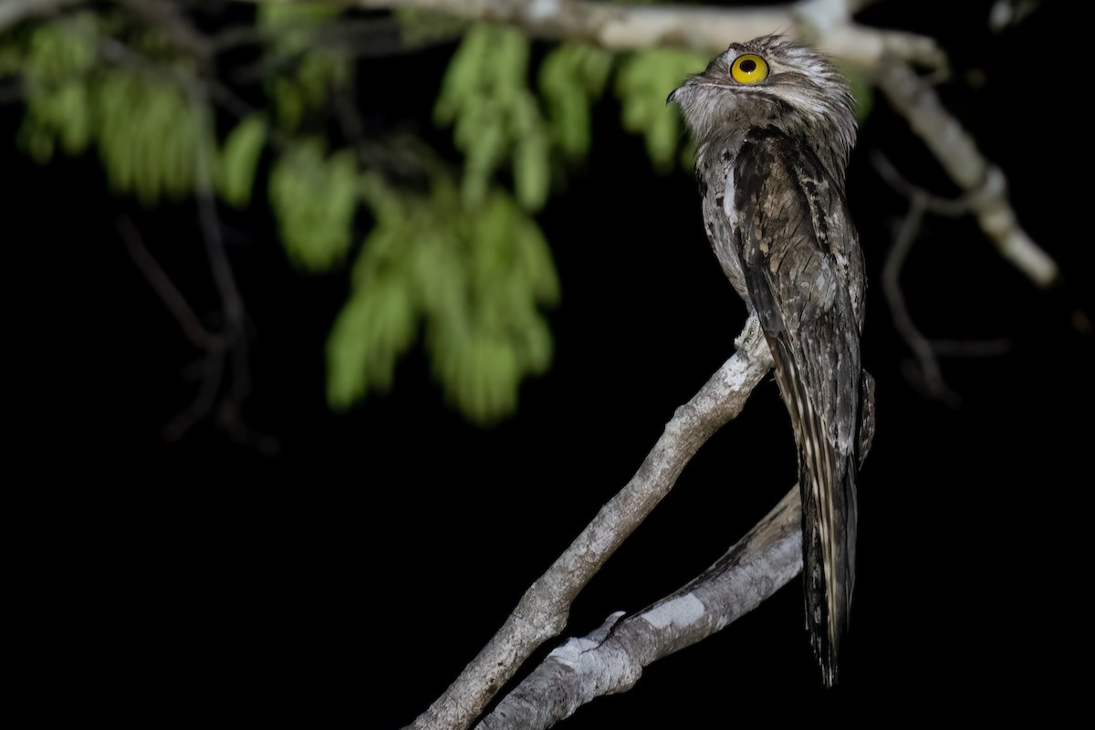 Northern Potoo - Ben  Lucking