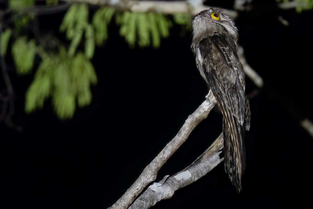 Northern Potoo - Ben  Lucking