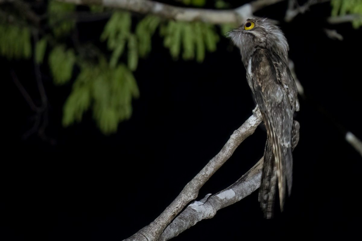 Northern Potoo - ML620473359