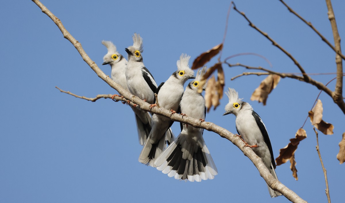 White-crested Helmetshrike - ML620473373