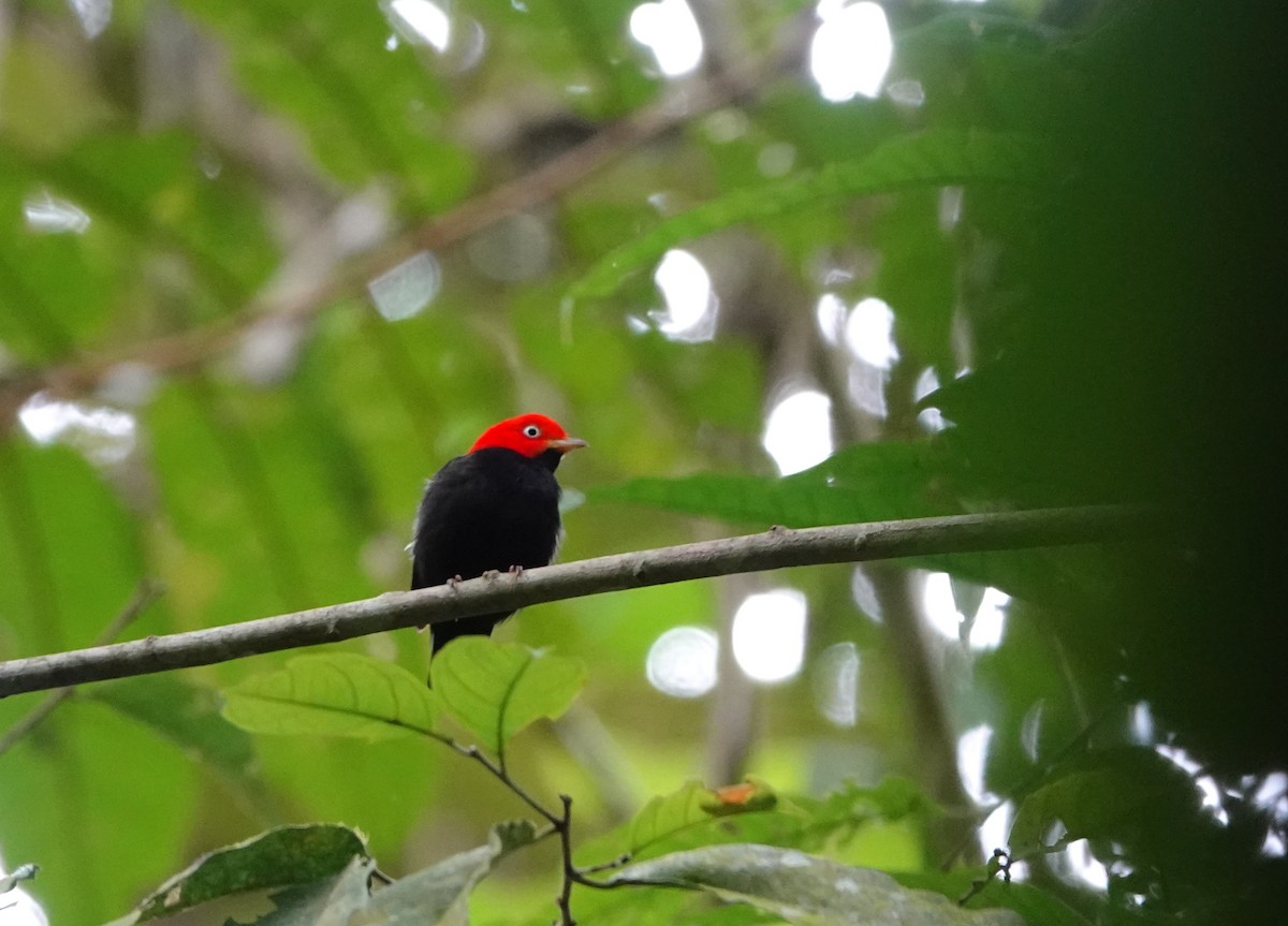 Red-capped Manakin - ML620473377