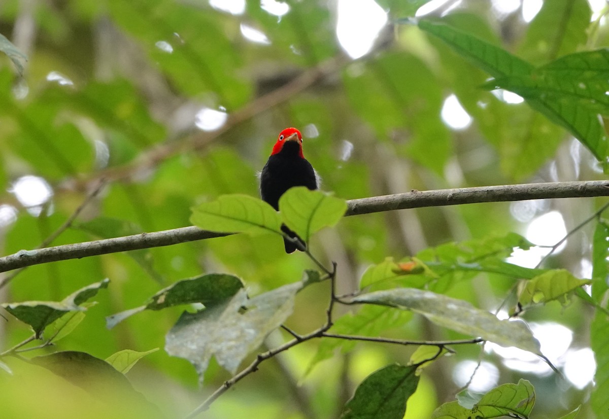 Red-capped Manakin - ML620473378