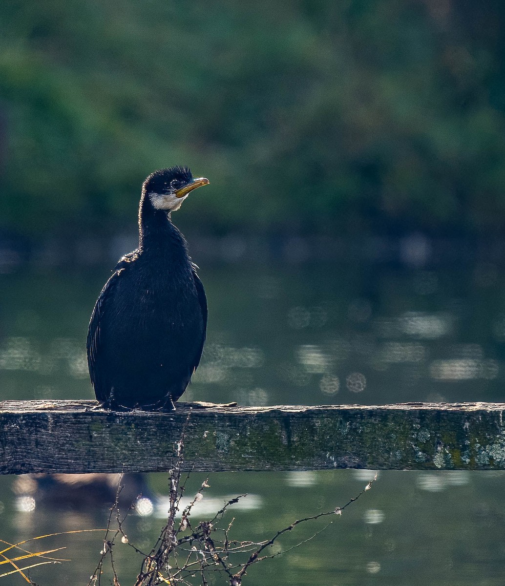 Little Black Cormorant - ML620473387