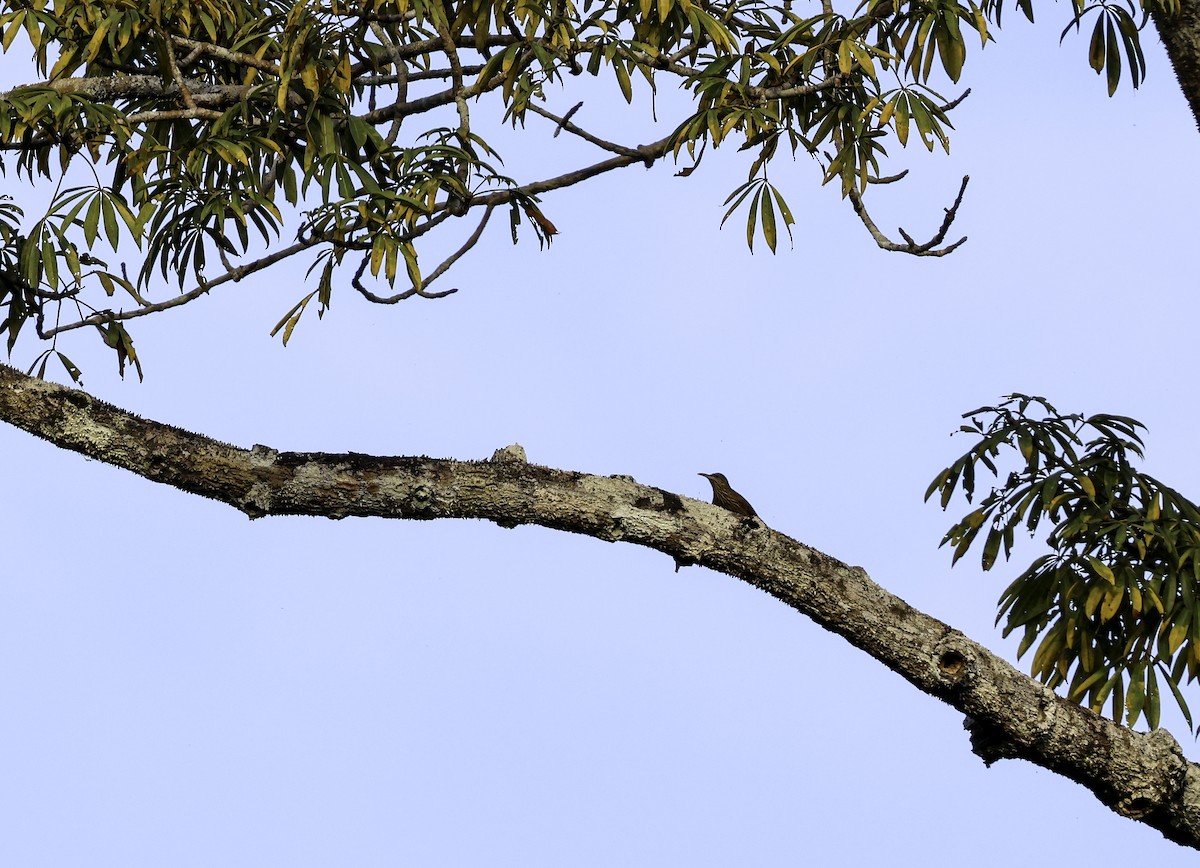 Duida Woodcreeper - ML620473389