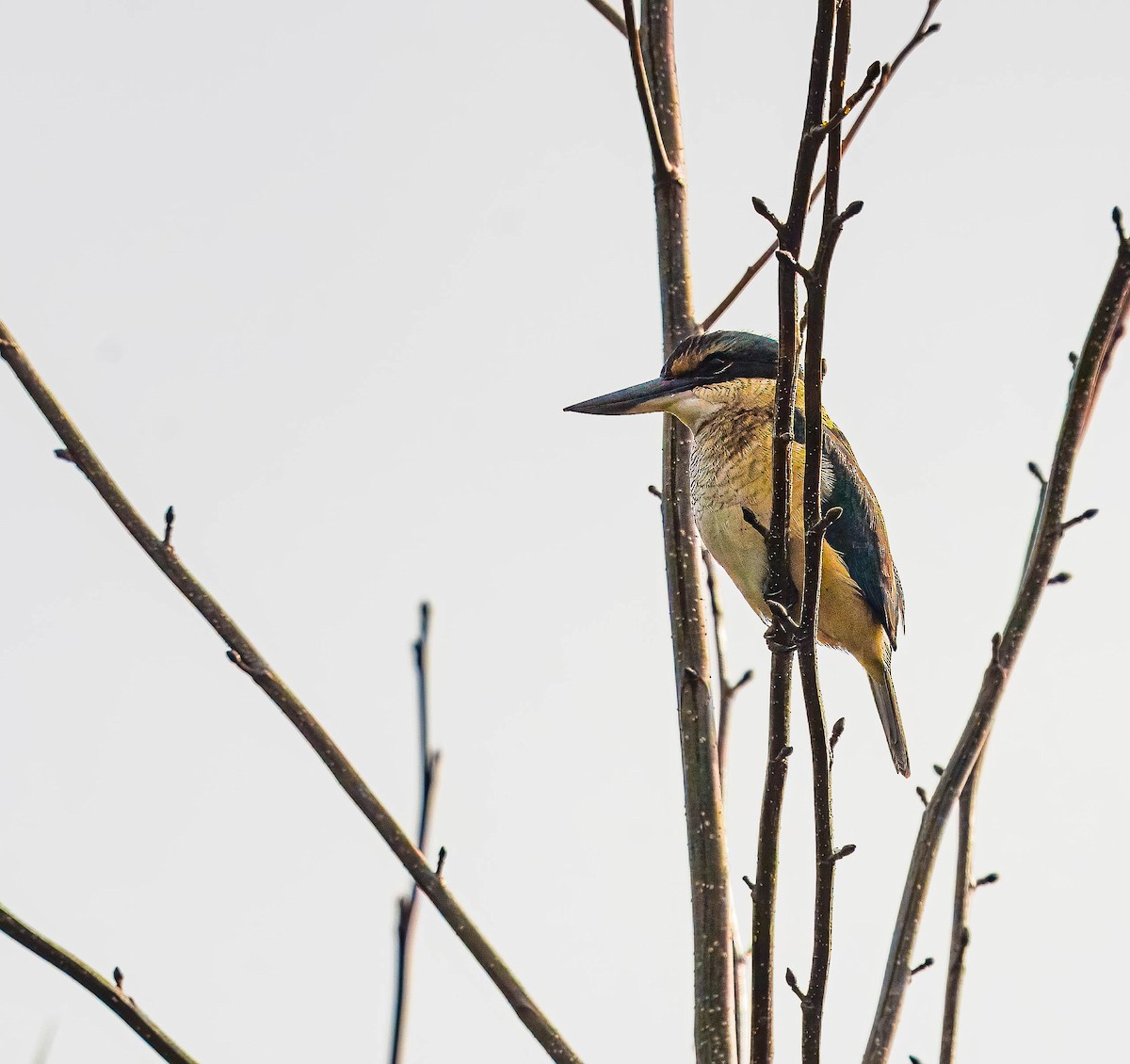 Sacred Kingfisher - ML620473391