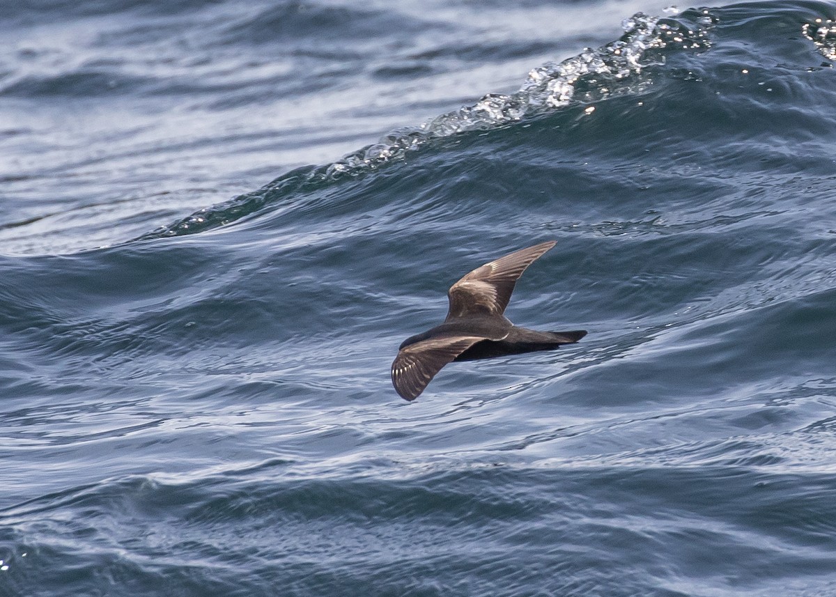 Swinhoe's Storm-Petrel - ML620473393