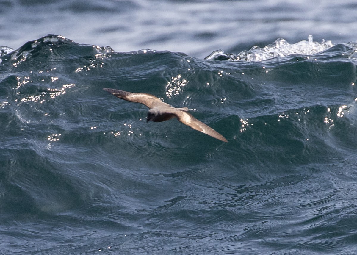 Swinhoe's Storm-Petrel - ML620473394