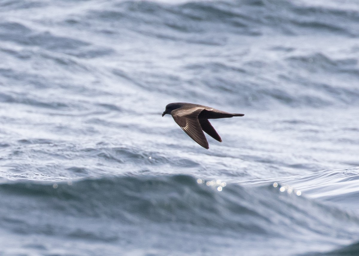 Swinhoe's Storm-Petrel - ML620473397