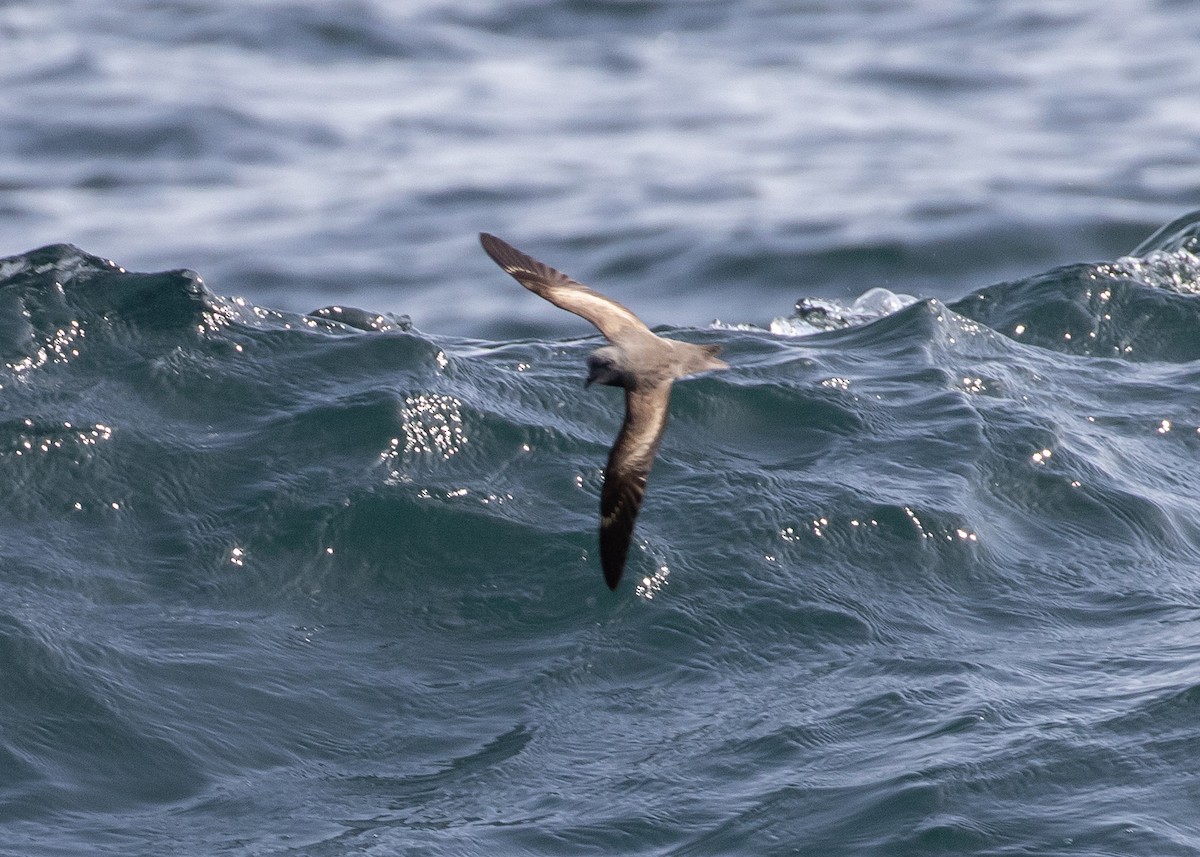 Swinhoe's Storm-Petrel - ML620473399