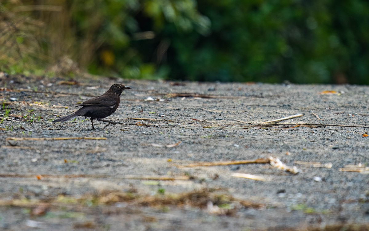 Eurasian Blackbird - ML620473401