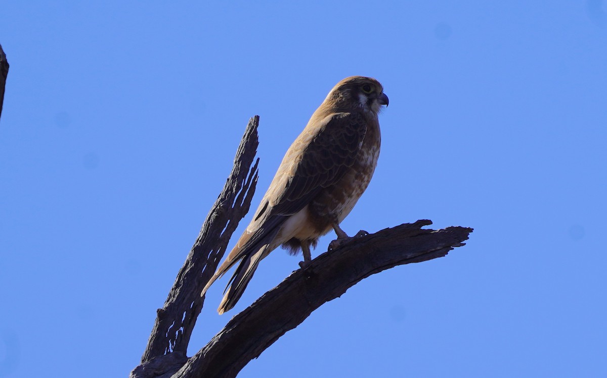 Brown Falcon - ML620473402