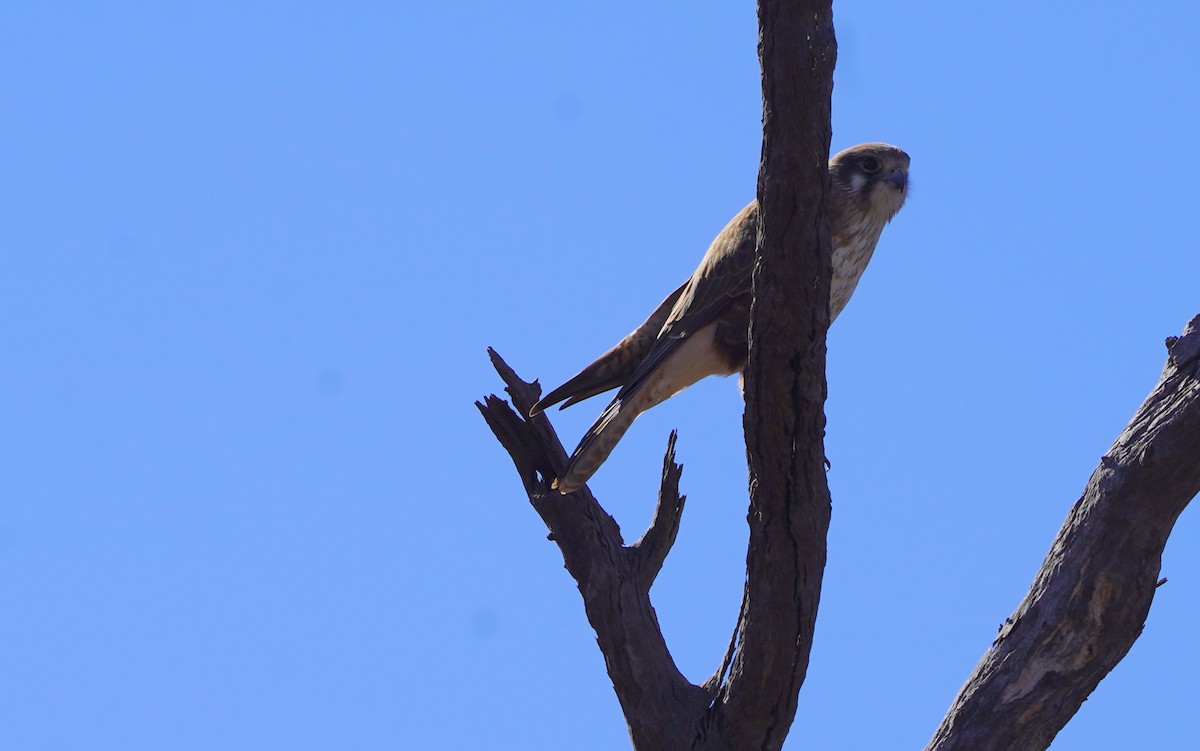 Brown Falcon - ML620473403