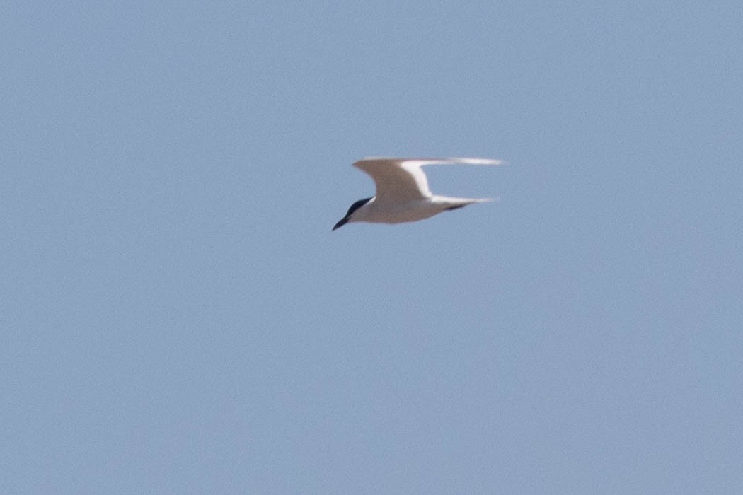 Gull-billed Tern - ML620473411