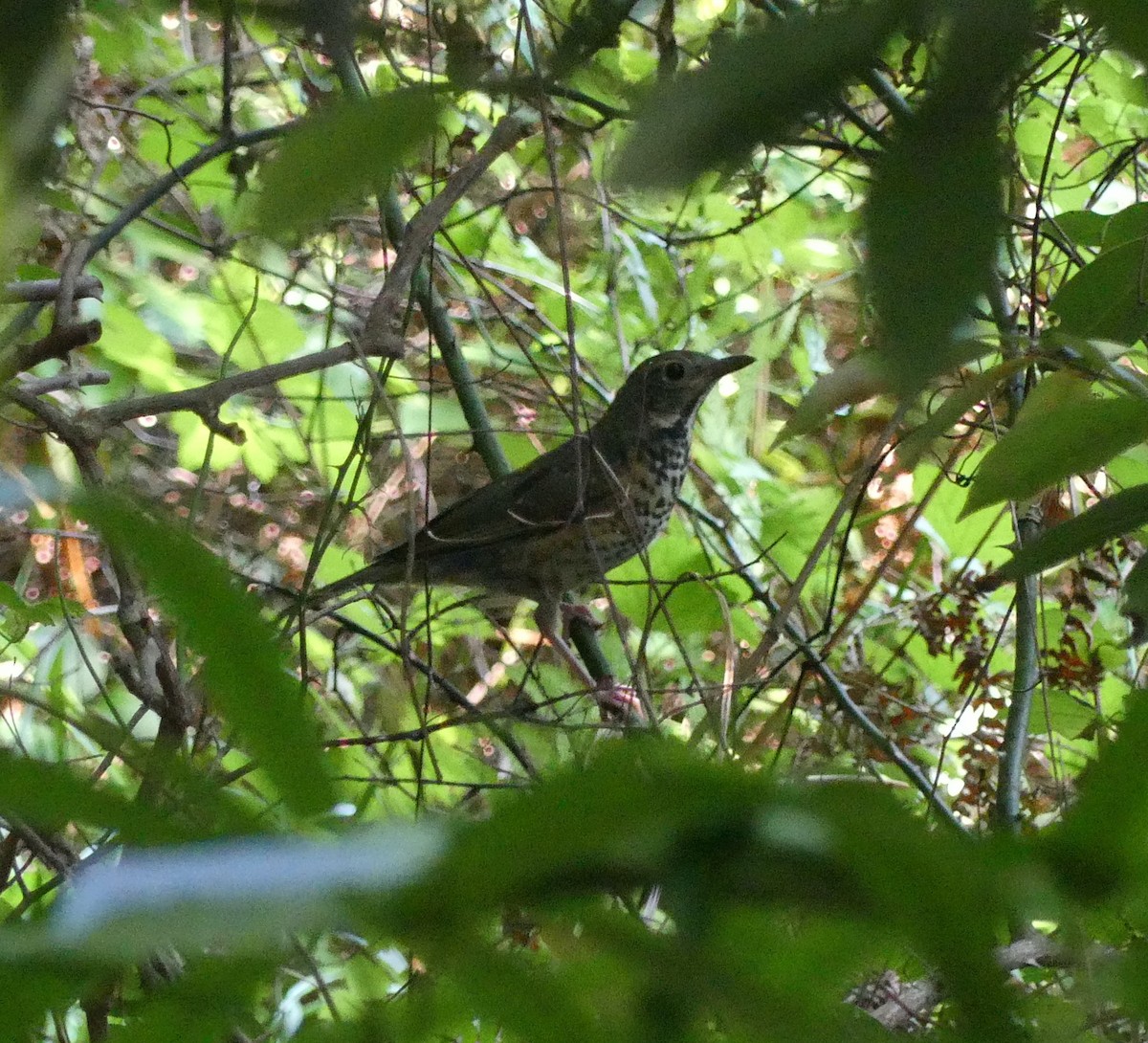 Merle à dos gris - ML620473414