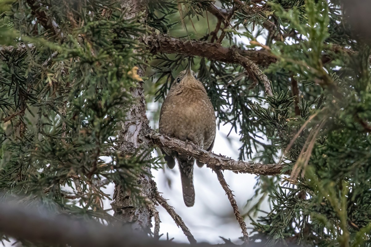 House Wren - ML620473419